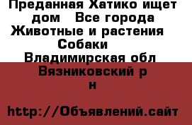 Преданная Хатико ищет дом - Все города Животные и растения » Собаки   . Владимирская обл.,Вязниковский р-н